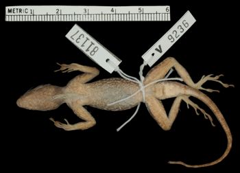 Media type: image;   Herpetology R-81137